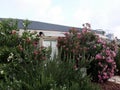 Nerium Oleander bushes with beautiful pink and white flowers Royalty Free Stock Photo