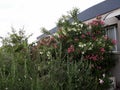 Nerium Oleander bushes with beautiful pink and white flowers Royalty Free Stock Photo