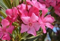 Nerium oleander Royalty Free Stock Photo