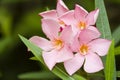 Nerium oleander, evergreen shrub or small tree in the dogbane fa