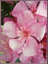 Nerium oleander flower background wallpaper fine art prints Royalty Free Stock Photo