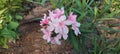 Nerium oleander flower Royalty Free Stock Photo