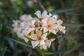 Nerium oleander flower and leaves Royalty Free Stock Photo