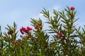 Nerium oleander, flowering bush of pink oleander Royalty Free Stock Photo