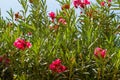 Nerium oleander, flowering bush of pink oleander Royalty Free Stock Photo