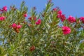 Nerium oleander, flowering bush of pink oleander Royalty Free Stock Photo