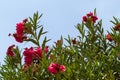 Nerium oleander, flowering bush of pink oleander Royalty Free Stock Photo