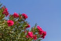 Nerium oleander, flowering bush of pink oleander Royalty Free Stock Photo