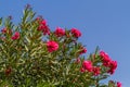 Nerium oleander, flowering bush of pink oleander Royalty Free Stock Photo