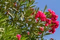 Nerium oleander, flowering bush of pink oleander Royalty Free Stock Photo