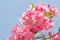 Nerium oleander flowers against blue sky Royalty Free Stock Photo