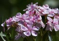 Nerium oleander flowers Royalty Free Stock Photo