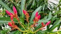 Nerium oleander flowers and leaves in rainy day Royalty Free Stock Photo