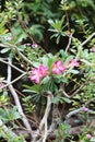 Nerium oleander flowers