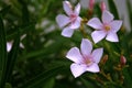 Nerium Oleander Flowers Pink Petals Garden Background