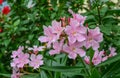 Nerium oleander flowers at sunny day Royalty Free Stock Photo