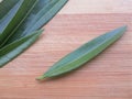 Nerium oleander leaf