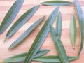 Nerium oleander leaves background