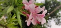 Nerium oleander Light pink very good this looking colour so beautiful picture in this India