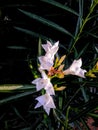 Nerium oleander, most commonly known as oleander or nerium, is a shrub or small tree. Royalty Free Stock Photo