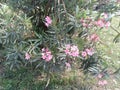 Nerium oleander most commonly known as nerium or oleander, is a shrub or small flower tree at highway at darbhanga muzaferpur in