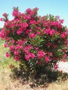 Nerium oleander (Oleander) \'Scarlet Beauty\' - Flowering Bush