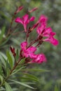 Nerium oleander Hardy pink, lilac-red flowers Royalty Free Stock Photo