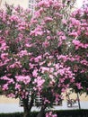 Nerium oleander pink bush in summer