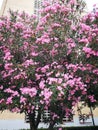 Nerium oleander pink bush in summer