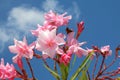 Nerium oleander