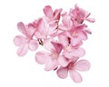 Nerium oleander, Pink oleander flowers isolated on white background with clipping path Royalty Free Stock Photo