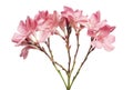 Nerium oleander, Pink oleander flowers isolated on white background with clipping path Royalty Free Stock Photo