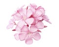 Nerium oleander, Pink oleander flowers isolated on white background with clipping path Royalty Free Stock Photo