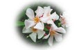 Nerium oleander Provence is an evergreen shrub with bunches of triple, scented, white or soft-pink flowers. Royalty Free Stock Photo