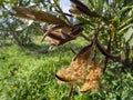 Nerium oleander seeds in a pod on the branches Royalty Free Stock Photo
