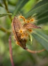 Nerium oleander seeds in a pod close-up Royalty Free Stock Photo