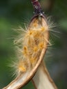 Nerium oleander seeds in a pod close-up Royalty Free Stock Photo