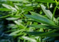 Nerium oleander shrub leaves. Closeup green leaves.