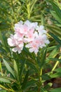 Nerium oleander Royalty Free Stock Photo