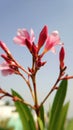 Nerium oleander is a shrub or small tree in the dogbane family Apocynaceae Royalty Free Stock Photo