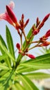 Nerium oleander is a shrub or small tree in the dogbane family Apocynaceae Royalty Free Stock Photo