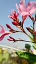 Nerium oleander is a shrub or small tree in the dogbane family Apocynaceae Royalty Free Stock Photo
