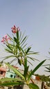 Nerium oleander is a shrub or small tree in the dogbane family Apocynaceae Royalty Free Stock Photo