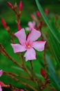 Nerium oleander summertime flowers in white red pink blur Royalty Free Stock Photo