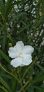 Nerium oleander | Thunbergia laevis Nees red green leaf Royalty Free Stock Photo