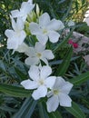 Nerium Oleander Toulouse, pure white flowers, close up Royalty Free Stock Photo