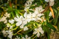 Nerium Oleander Toulouse, white flowers, close up Royalty Free Stock Photo