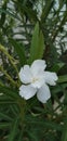 Nerium oleander white flower garden plant Royalty Free Stock Photo