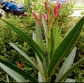 Nerium plant rare image from India please download