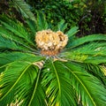 Huge Ground level Palm Plant in Nerja Spain